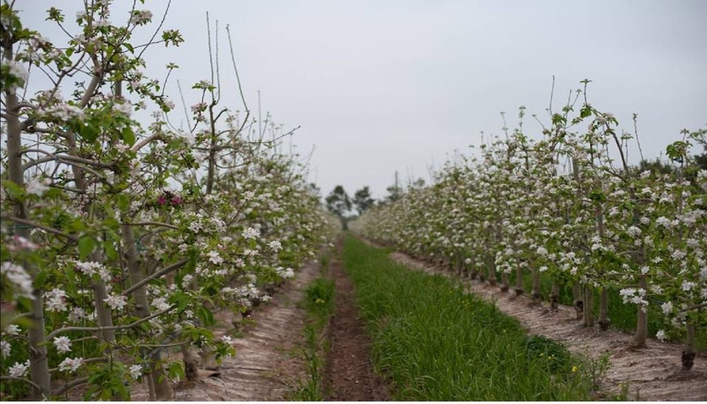 A floração das macieiras atinge o pico na primavera, sobretudo em abril, atraindo biliões de insetos polinizadores. Foto: APMA