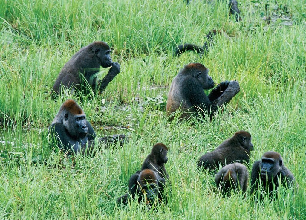 Le parc national d'Ivindo abrite une population de gorilles de l'Ouest.