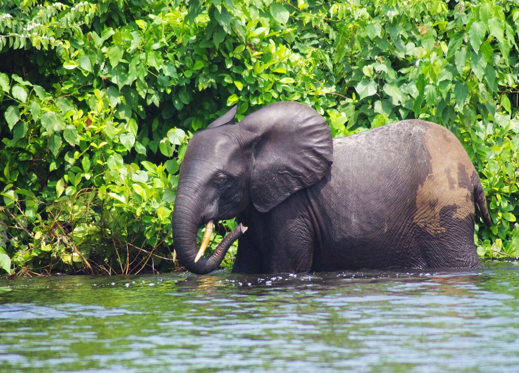 Les parcs nationaux comprennent la plus grande concentration d'éléphants de forêt d'Afrique. Les parcs nationaux comprennent la plus grande concentration d'éléphants de forêt d'Afrique.