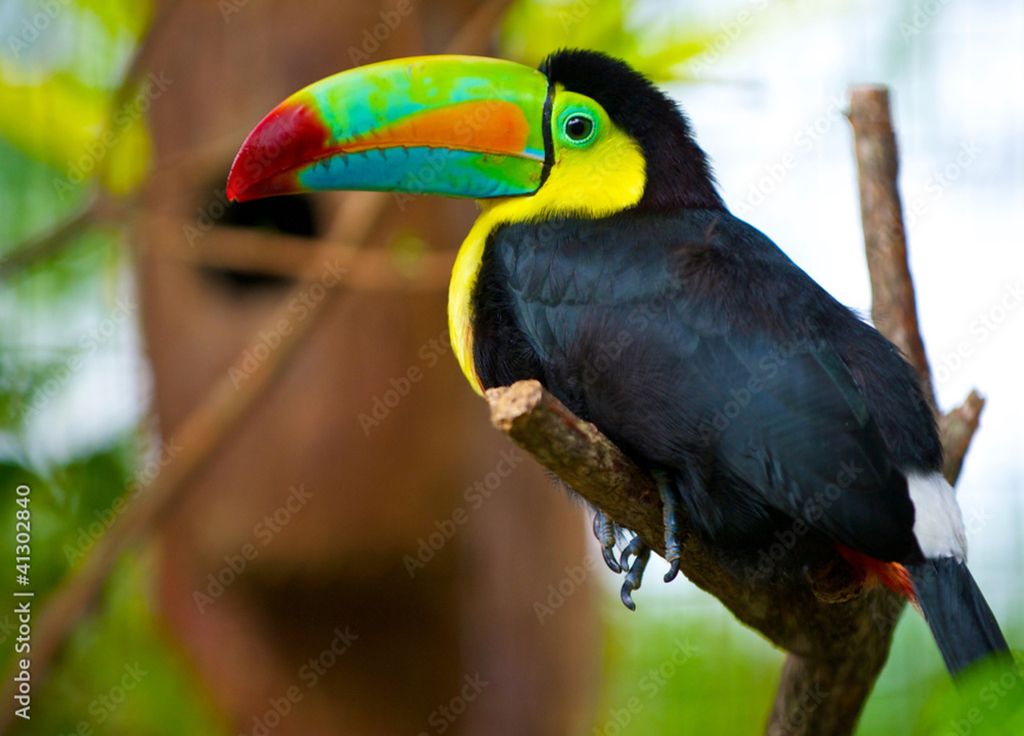 Le toucan, l'un des oiseaux emblématiques de la forêt amazonienne.