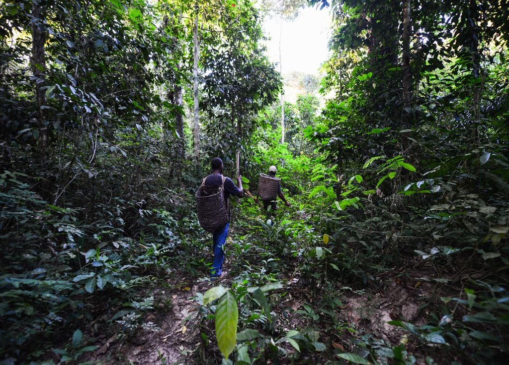 Ramasseurs de noix du Brésil dans la forêt amazonienne près du Quilombo, une colonie fondée principalement par des descendants d'esclaves fugitifs.
