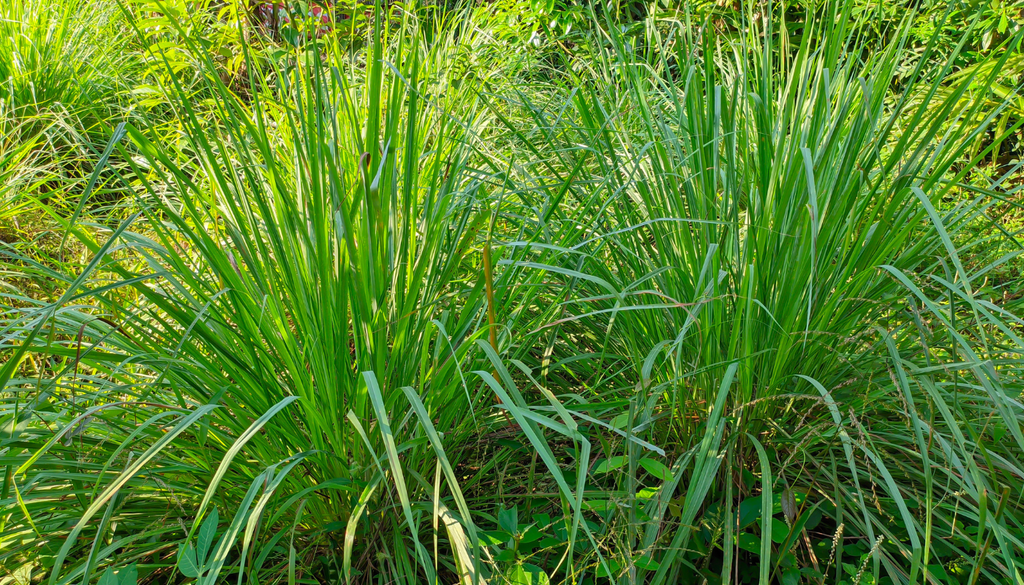 Existen más de 50 especies dentro del género Cymbopogon, pero no todas tienen el mismo nivel de citronelal.