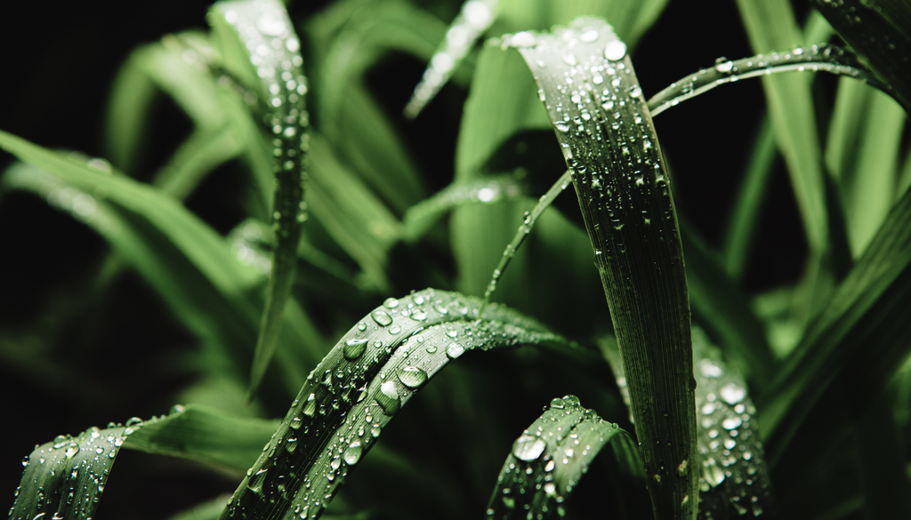 La citronela también se ha usado tradicionalmente para ahuyentar pulgas y garrapatas en animales domésticos.