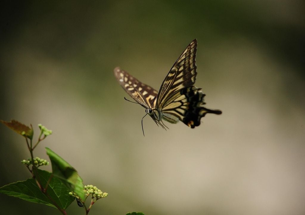 Borboleta Borboleta