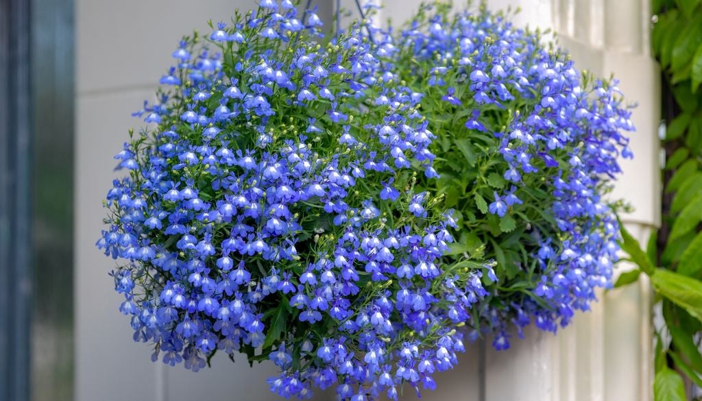 Una caída liviana y un azul intenso que destaca incluso en composiciones cargadas.