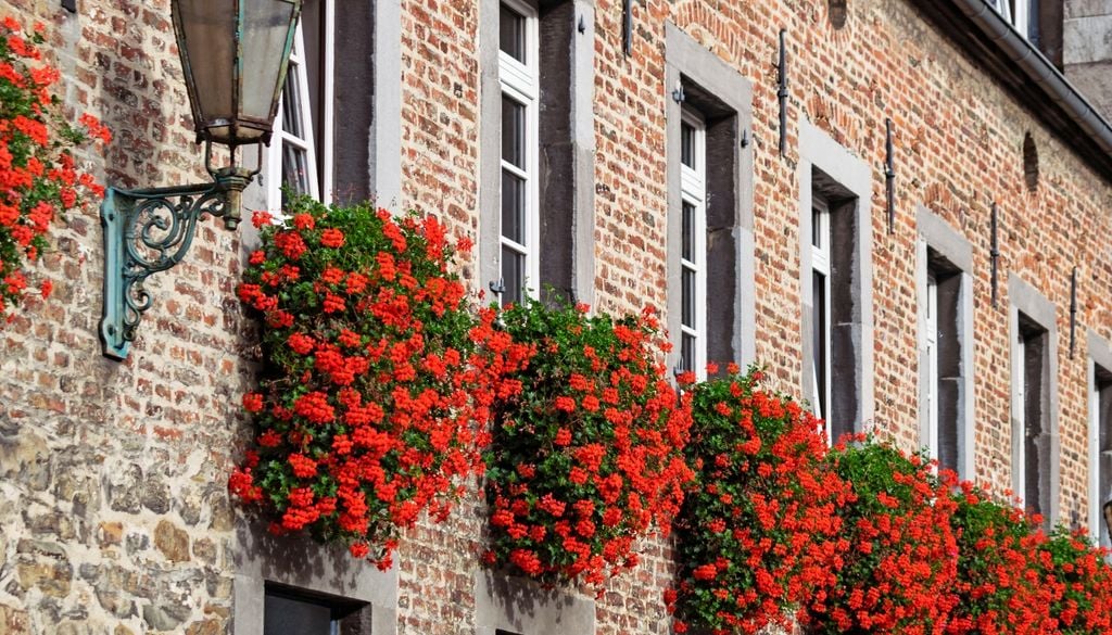 allos largos y flexibles que cuelgan con peso y suman color sostenido.