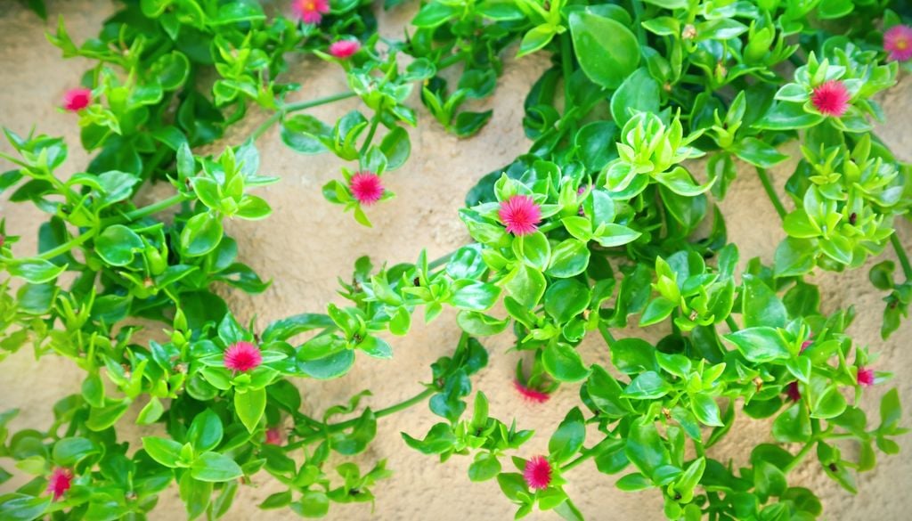 Follaje denso y flores fucsias que aparecen entre el verde brillante.