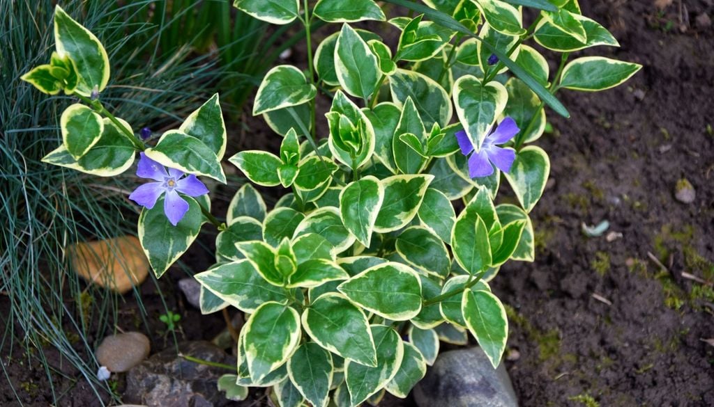 Crece con facilidad y forma una cortina verde salpicada de flores.