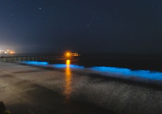 ¡Han vuelto las olas bioluminiscentes! También debido a la cuarentena