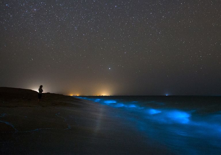 Quarantine effect bioluminescent waves return