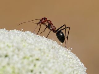 Los efectos positivos del fuego en las comunidades de hormigas y abejas