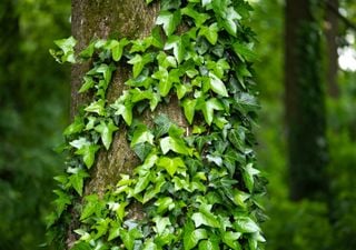 Efeu kann lästig werden! Wann dürfen wir ihn endlich zurück schneiden?