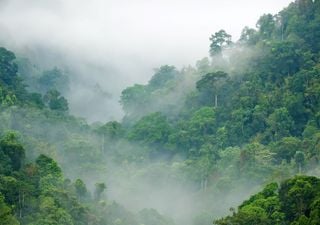 Global efforts to halt deforestation are failing, assessment finds