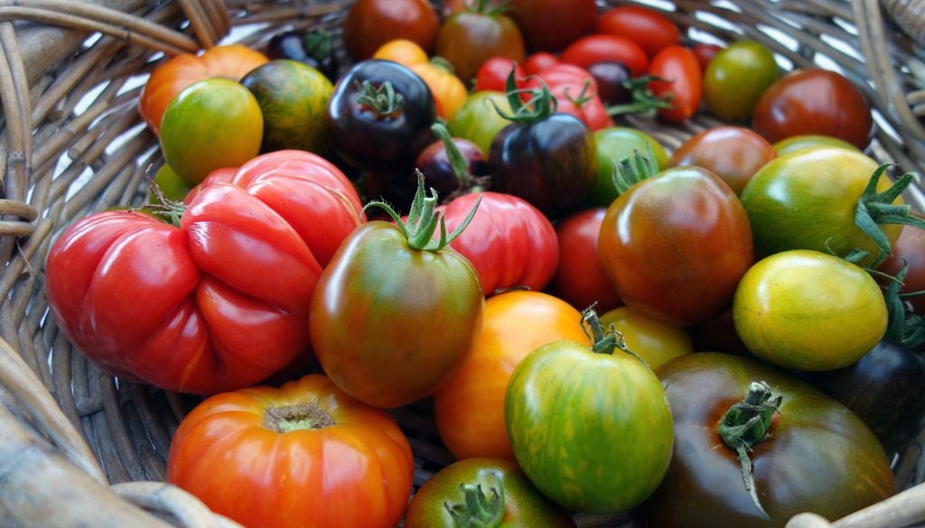Frische Tomaten können für den Winter gut eingekocht und als Sauce verarbeitet werden
