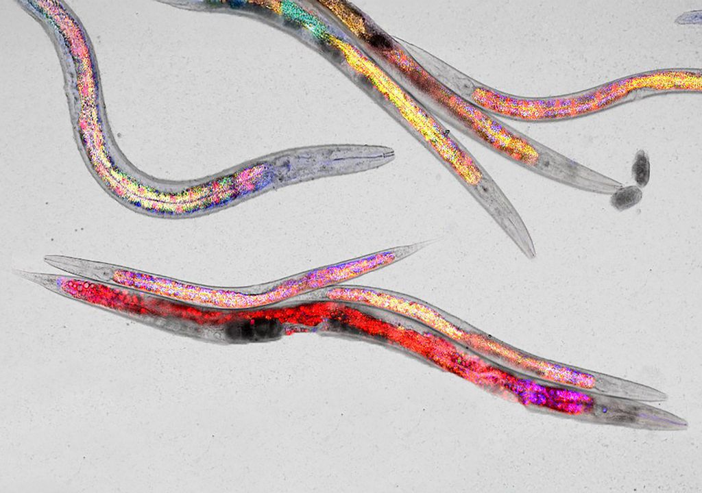 Eine ausgewogene Ernährung hält den Fadenwurm C. elegans im Alter fit und gesund. Eine ausgewogene Ernährung hält den Fadenwurm C. elegans im Alter fit und gesund.