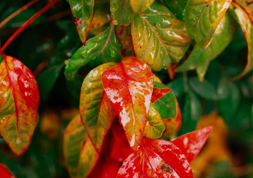 Leucothoe, Familie, Ericaceae