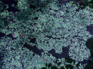 Ein kleines, aber wichtiges Lebewesen der Erde ist bedroht!