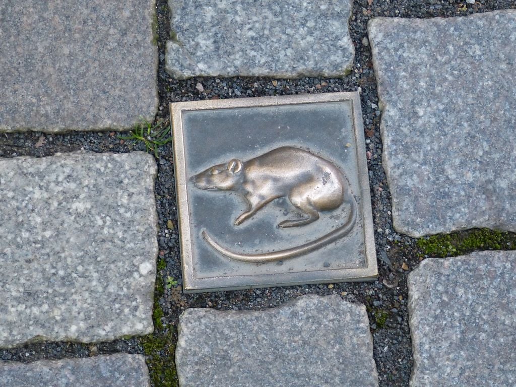 Hameln Boden Sie sind überall: Erinnerung an die Rattenplage des 13. Jahrhunderts. Foto: Pixabay
