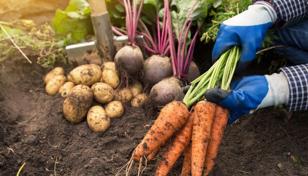 Viele Menschen in der Landwirtschaft können nicht mehr von ihrem Ertrag leben