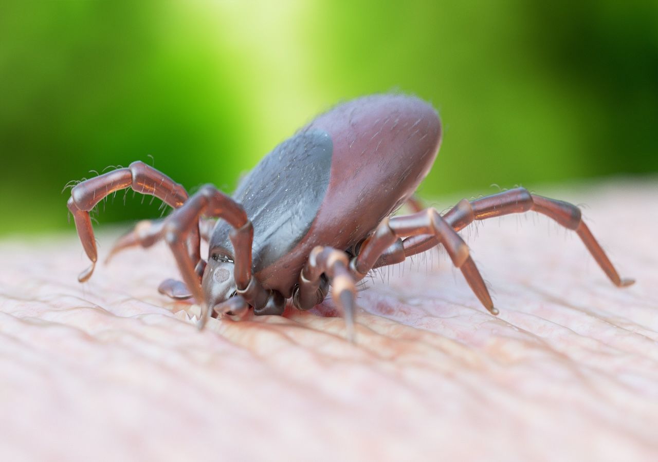 New Tick-Borne Virus in China: A Potential Global Health Threat