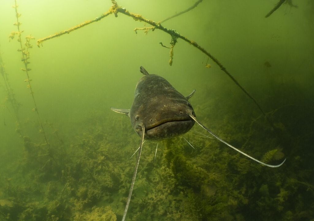 Vorteile eingeschleppter Arten sind vor allem Fischerei, Aquakultur und Freizeitaktivitäten wie Angeln oder Ökotourismus. Bild: Michel Roggo