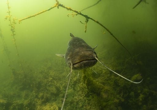 Eingeschleppte S&uuml;&szlig;wasserarten machen h&auml;ufig Probleme: &Uuml;ber 40 Prozent der gro&szlig;en Tiere wurden angesiedelt