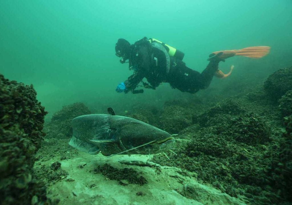 Invasive Arten können Nachteile für die lokale Bevölkerung haben und die lokale Wirtschaft schädigen. Bild: Michel Roggo