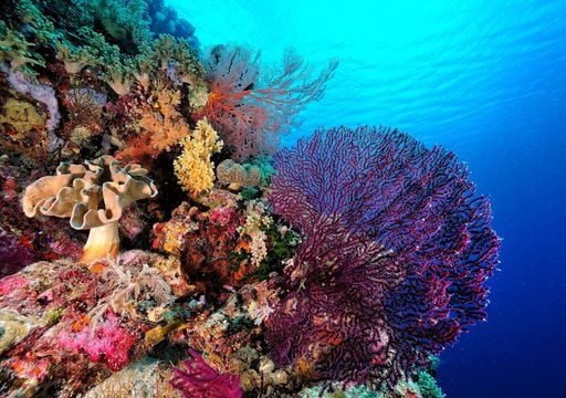 Einige Korallenarten k&ouml;nnen in extremen Bedingungen besser klarkommen als andere