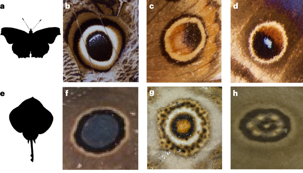 Auffällige Zeichnungen, die häufig bei Schmetterlingen (a) zu finden sind, zum Beispiel beim Brasilianischen Bananenfalter (b), Amerikanischen Augenfalter (c) und Blauen Schimmerscheckenfalter (d), ähneln oberflächlich den auffälligen Markierungen bei Rochen (e), zum Beispiel beim Vieräugigen Spiegelrochen (f), Ocellen-Zitterrochen (g) und Velez-Rochen (h). Bild: J. L. F., Amy Rowley, Andy Murch