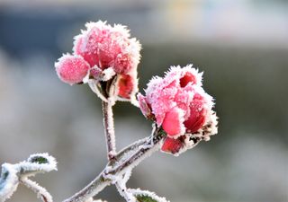 Eisheilige 2020: Frostschock in der nächsten Woche?