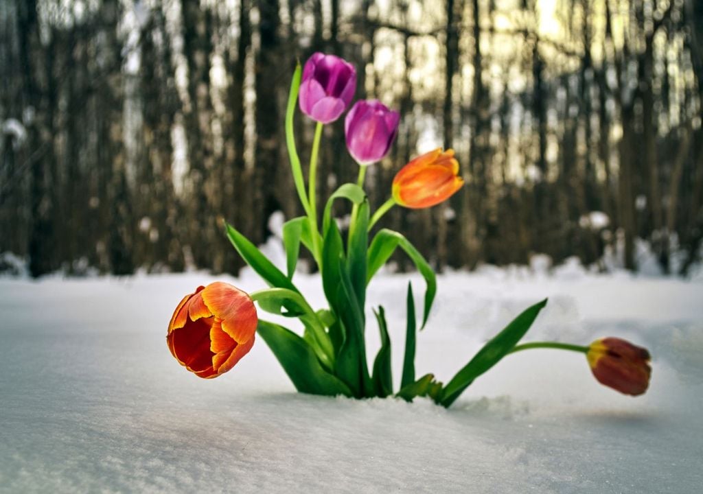 wetter, tulpen, schnee Tulpen versinken im Schnee.