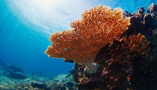 El 96 % de los arrecifes de coral del mundo, en peligro cr&iacute;tico de colapso antes de 2075, seg&uacute;n la UICN