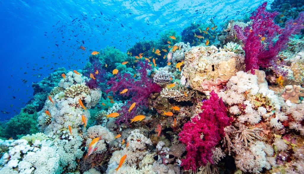 Arrecifes de coral El estrés térmico provocado por el cambio climático es el factor más constante detrás del deterioro de estos ecosistemas.
