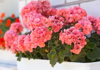 El abono casero que hará que tus geranios exploten de flores esta primavera 