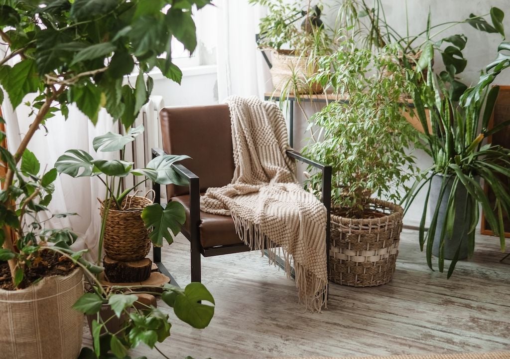 Plantas de interior Plantas de interior