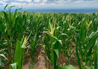 El agro en alerta, entre el alivio y la preocupación: así impactarán las tormentas del fin de semana en los cultivos