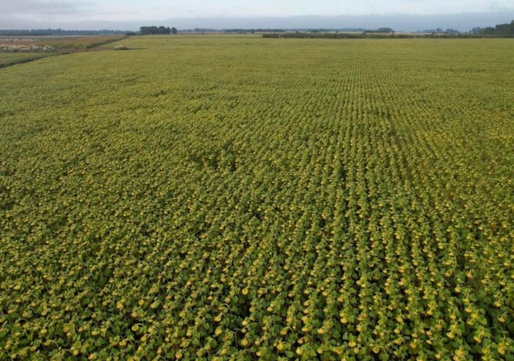 Lote con girasol en llenado de grano, en un campo ubicado en Gorchs, Provincia de Buenos Aires. Gentileza: Tomas García Arias.