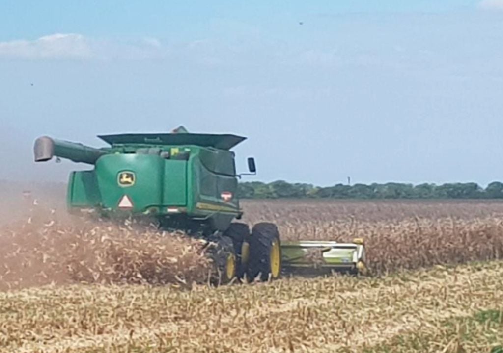 Lote con maíz temprano (de primera); en pleno proceso de cosecha, sin embargo el resultado final de la campaña dependerá de las lluvias de marzo.