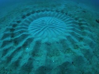 Este pequeño pez japonés hace arte bajo el agua: crea mandalas de arena para encontrar a su pareja
