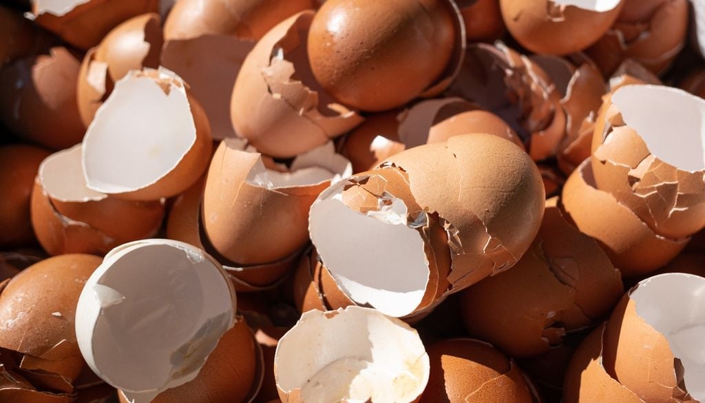 Trituradas, las cáscaras aportan más calcio que el agua de cocción.