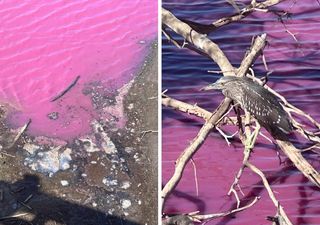 El agua de un marisma de Maui en Hawaii, se ha vuelto a un sorprendente color rosa muy llamativo