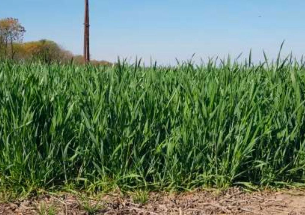 trigo Lote con trigo; variedad ciclo intermedio, excelente estado, en desarrollo vegetativo, en el centro del departamento Castellanos, provincia de Santa Fe. Gentileza: Bolsa de Comercio de Santa Fe.