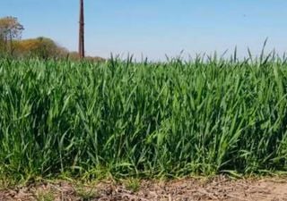 El agua empieza a faltar en un momento clave: el trigo pierde condici&oacute;n y se frena la siembra de ma&iacute;z