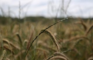 El agua lleg&oacute;, pero los cultivos enfrentan nuevas amenazas: falta sol y avanzan las enfermedades
