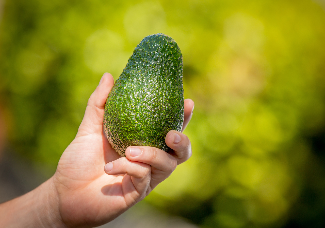 El nombre "aguacate" viene del náhuatl ahuacatl, que significa "testículo" por su forma.