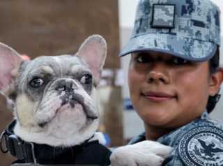 El AIFA integra 4 perros de apoyo emocional para eliminar el miedo a volar: conoce c&oacute;mo operan estos canes