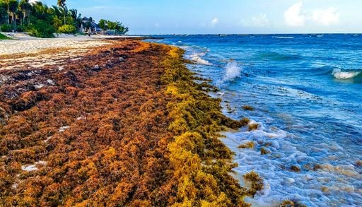 No es suciedad: qu&eacute; es el manto marr&oacute;n que est&aacute; cubriendo las playas de Espa&ntilde;a y por qu&eacute; preocupa a los expertos