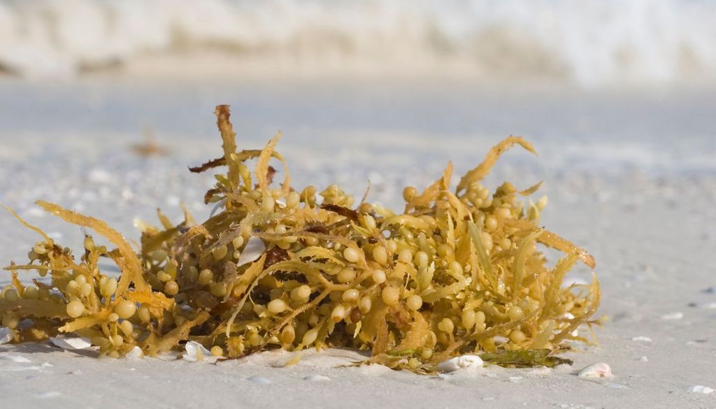 La expansión de esta alga invasora desplaza a especies autóctonas y modifica los ecosistemas marinos donde se instala