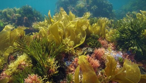 El alga invasora que preocupa a los cient&iacute;ficos sigue su avance por el Mediterr&aacute;neo y llega al norte de Alicante