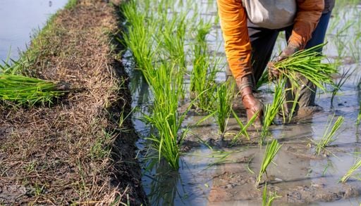 El alimento de medio planeta en peligro: c&oacute;mo un episodio extremo de El Ni&ntilde;o amenaza al arroz